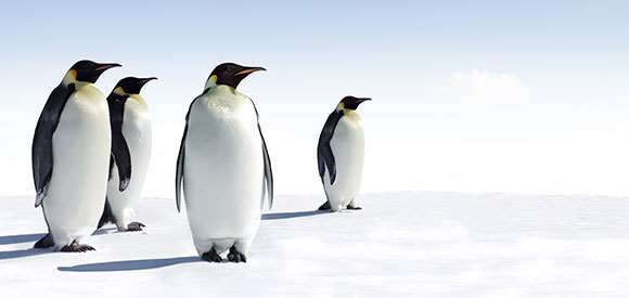 google penguin 1.jpg